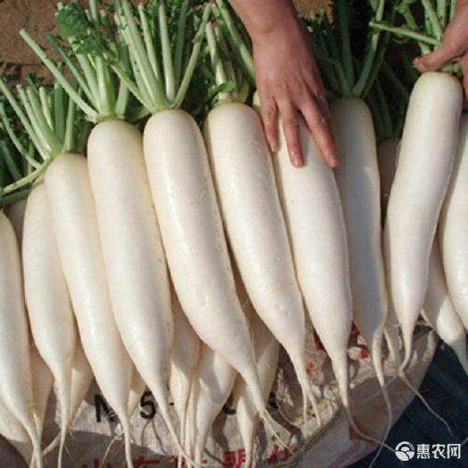夏邑县白萝卜种子