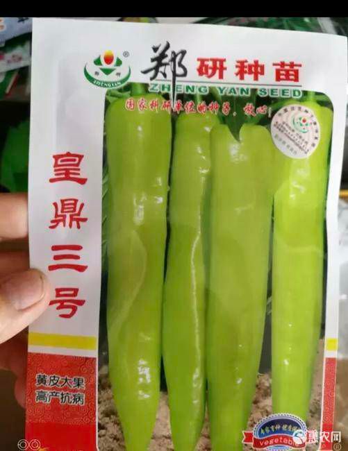 皇鼎三号辣椒种子黄皮尖椒种子