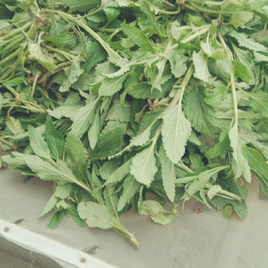 成武县蛤蟆草，学名荔枝草，救命草自产自销，绿色食品，天然凉晒