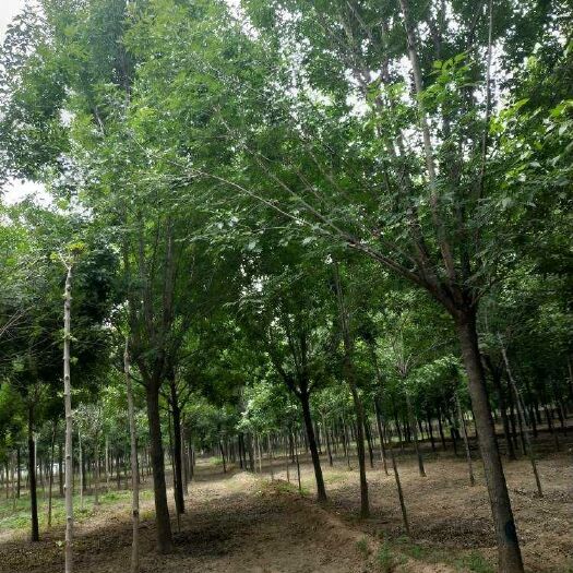 郓城县 18公分白蜡