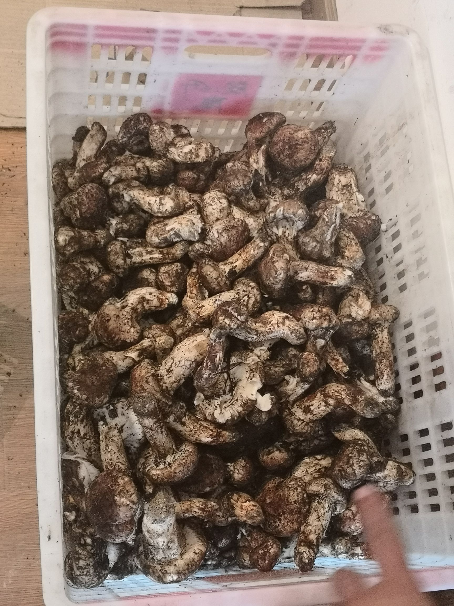  松茸之乡雅江松茸   19年鲜货上市   顺丰邮寄  一手货