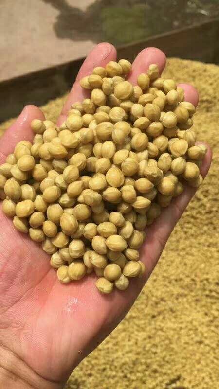 砀山县 樱桃种子，大青叶