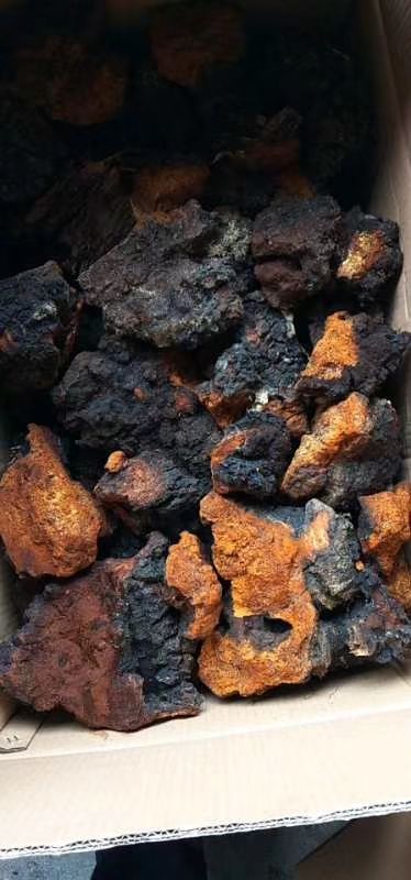 白桦茸  桦树茸 优质 完整(长白山地区一手货源、未提纯