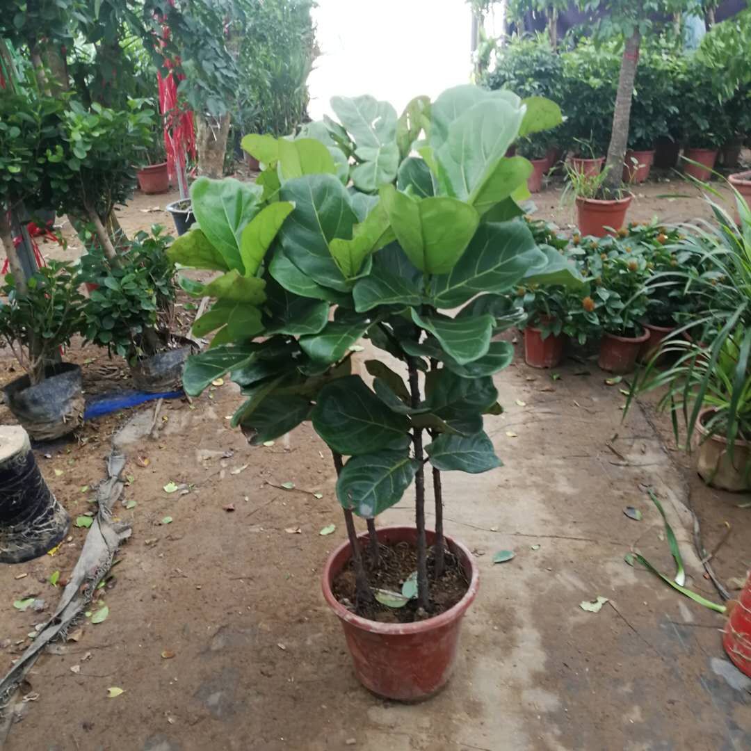  琴叶榕盆栽 室内大型植物 客厅大叶绿植盆栽净化空气吸除甲醛植