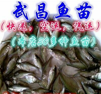 佛山武昌鱼苗
