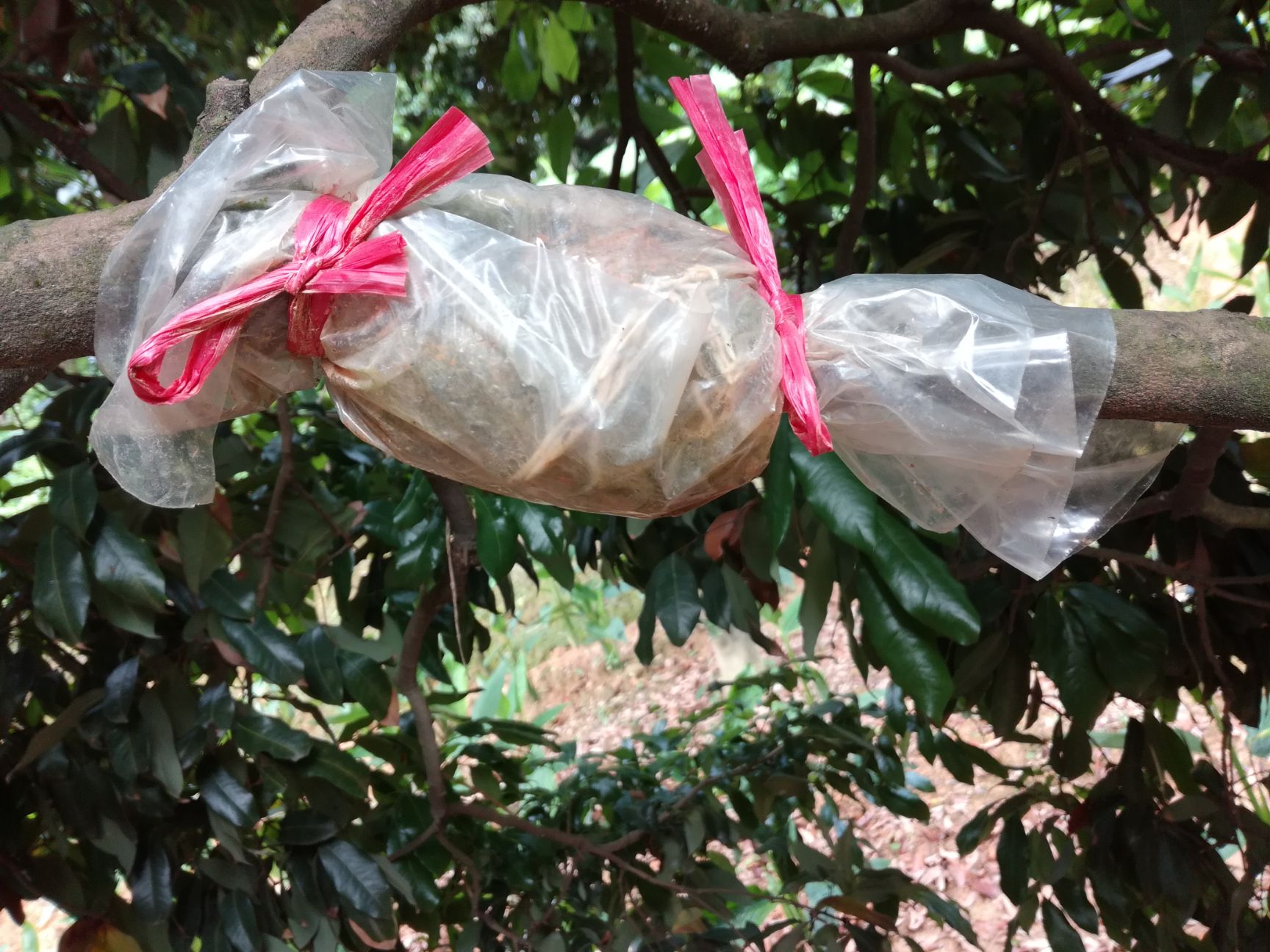 仙进奉荔枝苗  增城基岗仙进奉高压苗圈枝苗