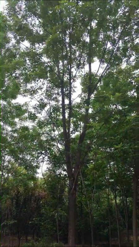 速生白蜡 5米以上