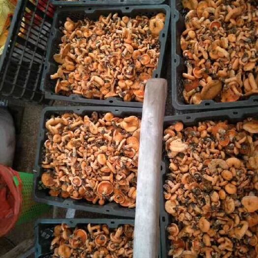 惠水县紫花菌 野生 鲜货