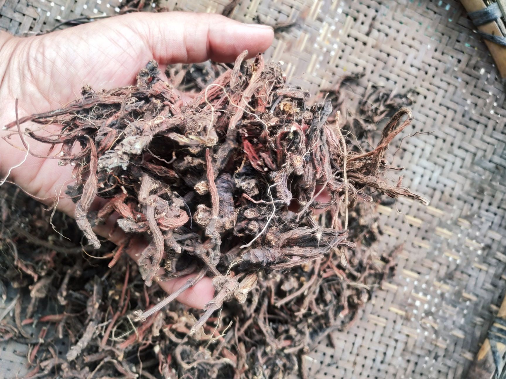  紫丹参正宗贵州紫丹参山上挖的紫丹参500克装