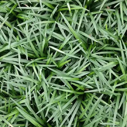 郴州 玉龙草（日本矮麦冬）