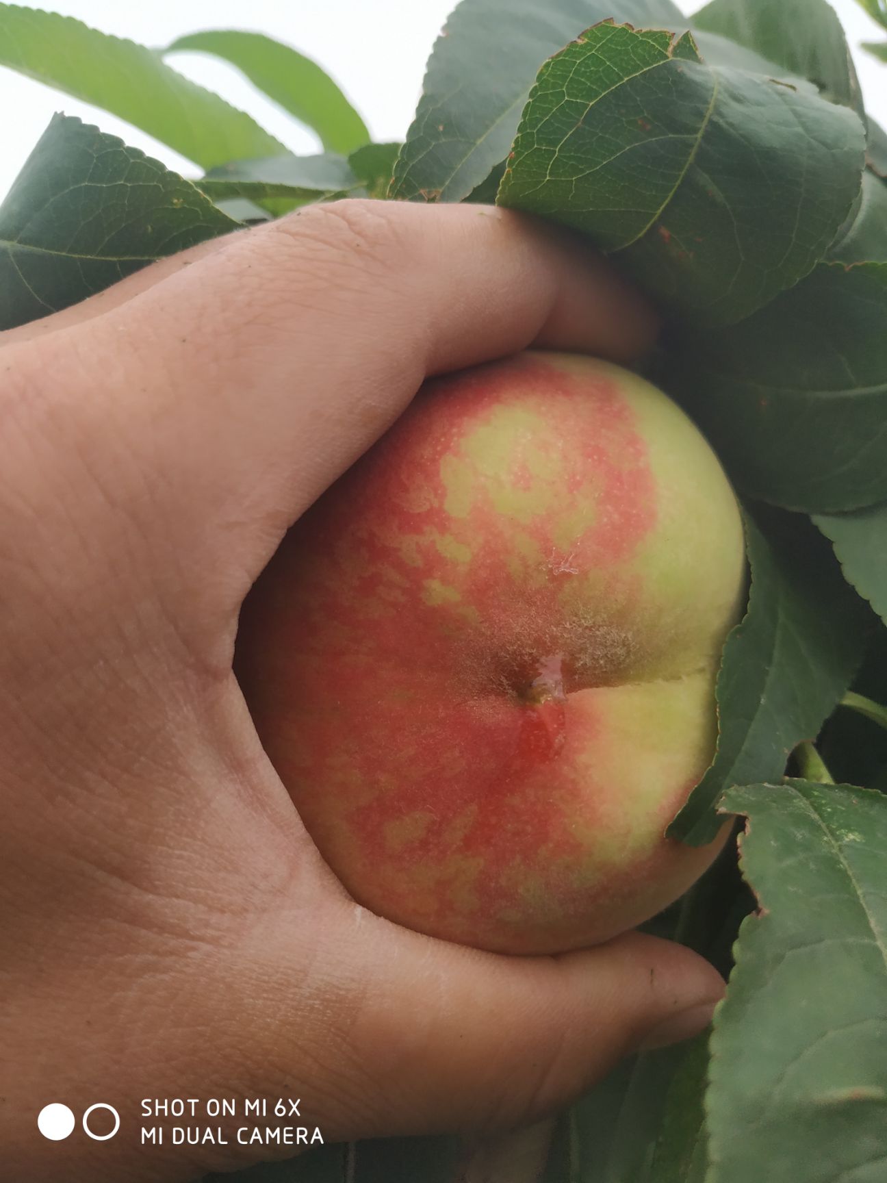 加纳岩桃 大桃即将上市，大桃即将上市！加纳岩蜜桃即将上市尚未开园