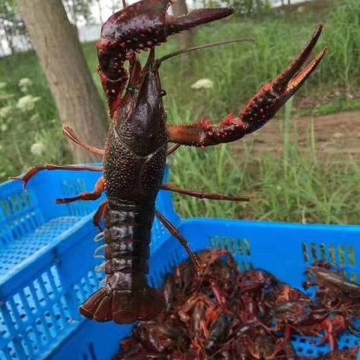 潜江市 湖北潜江小龙虾中青中红13大青大红16