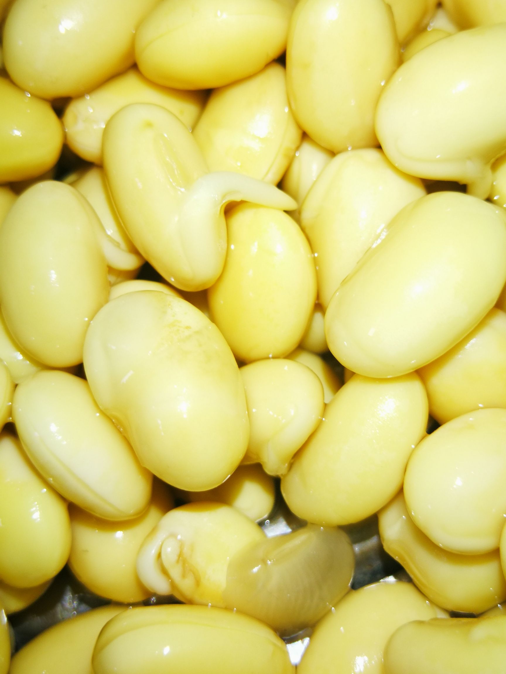  预售：非转基因大豆，优质蛋白豆，豆腐豆皮色泽鲜亮产量高。