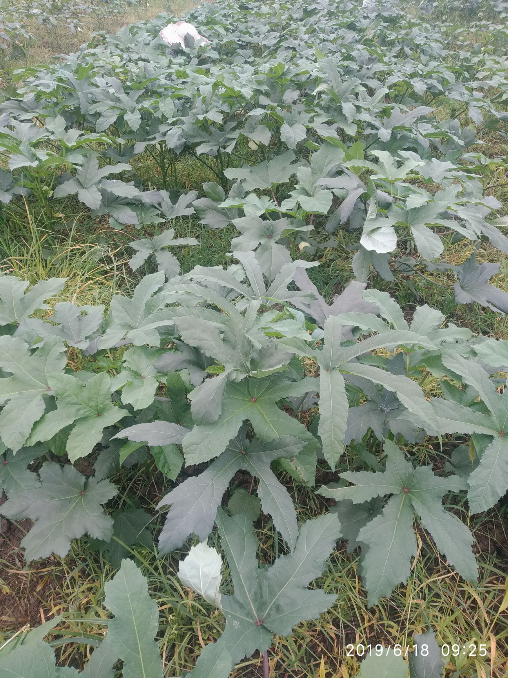  黄秋葵，秋葵，水果秋葵，