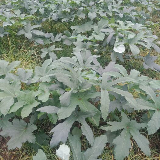 新邵县 黄秋葵，秋葵，水果秋葵，