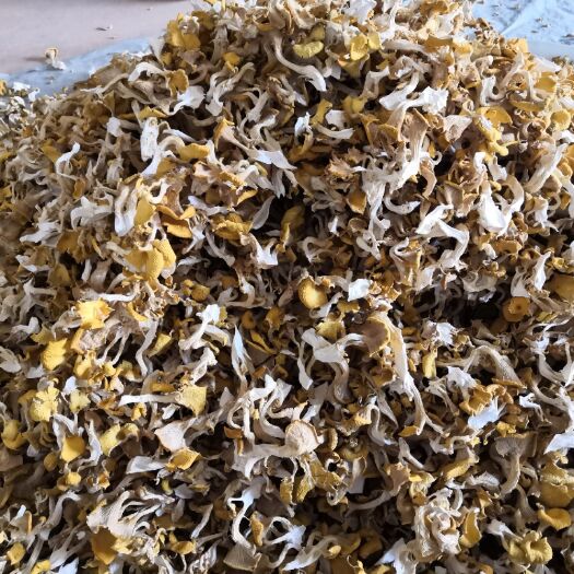 易门县榆黄蘑菌种 云南本地榆黄蘑干品