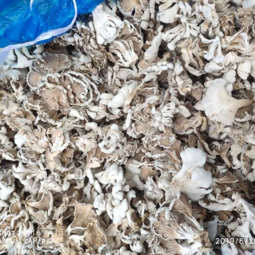 昆明干白参菌