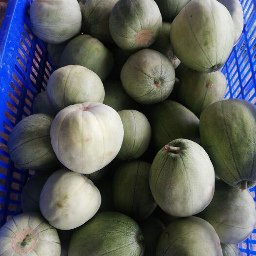 枝江市芝麻蜜香瓜 大量泥瓜，香瓜上市，量大，价优