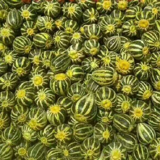 潍坊 冰糖籽甜瓜糖度口感好