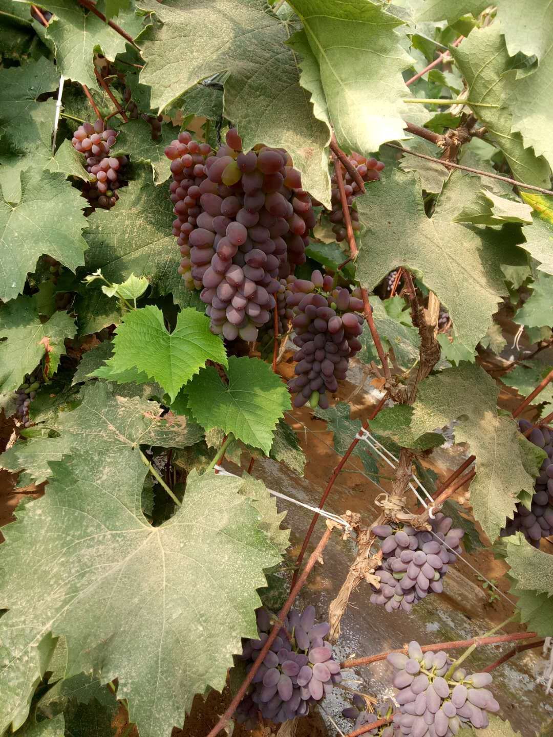 着色香葡萄 本地区着色香大量上市，