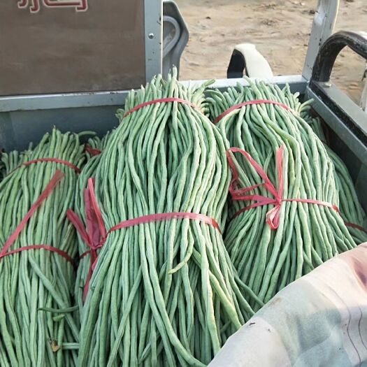 饶阳县 长豆角