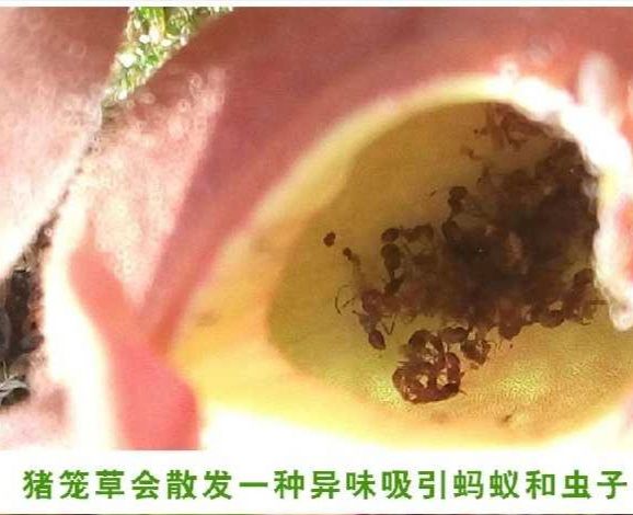 猪笼草盆栽 猪笼草植物盆栽垂吊食虫草捕蝇草吊兰驱蚊绿植创意送礼趣味花卉