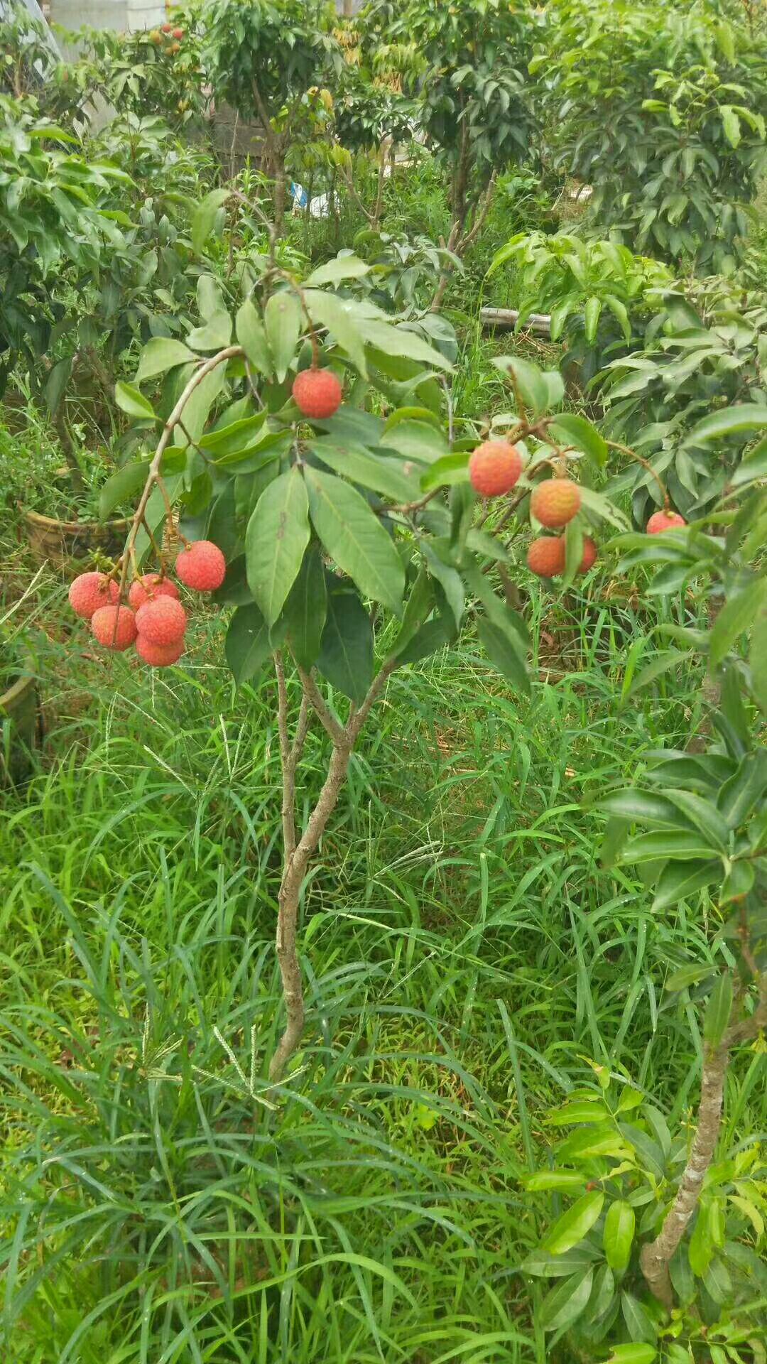 桂味荔枝苗，有桂花香味，市场比较畅销的荔枝品种