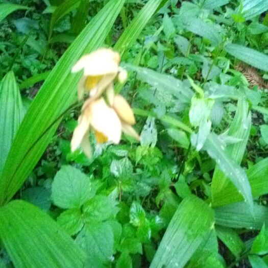 建始县白花白芨苗 真正野生白芨块茎黄花白及白花白及三叉小白芨 现寻现挖少量供应