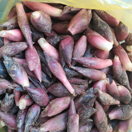 马关县阳荷 云南高山早产洋荷