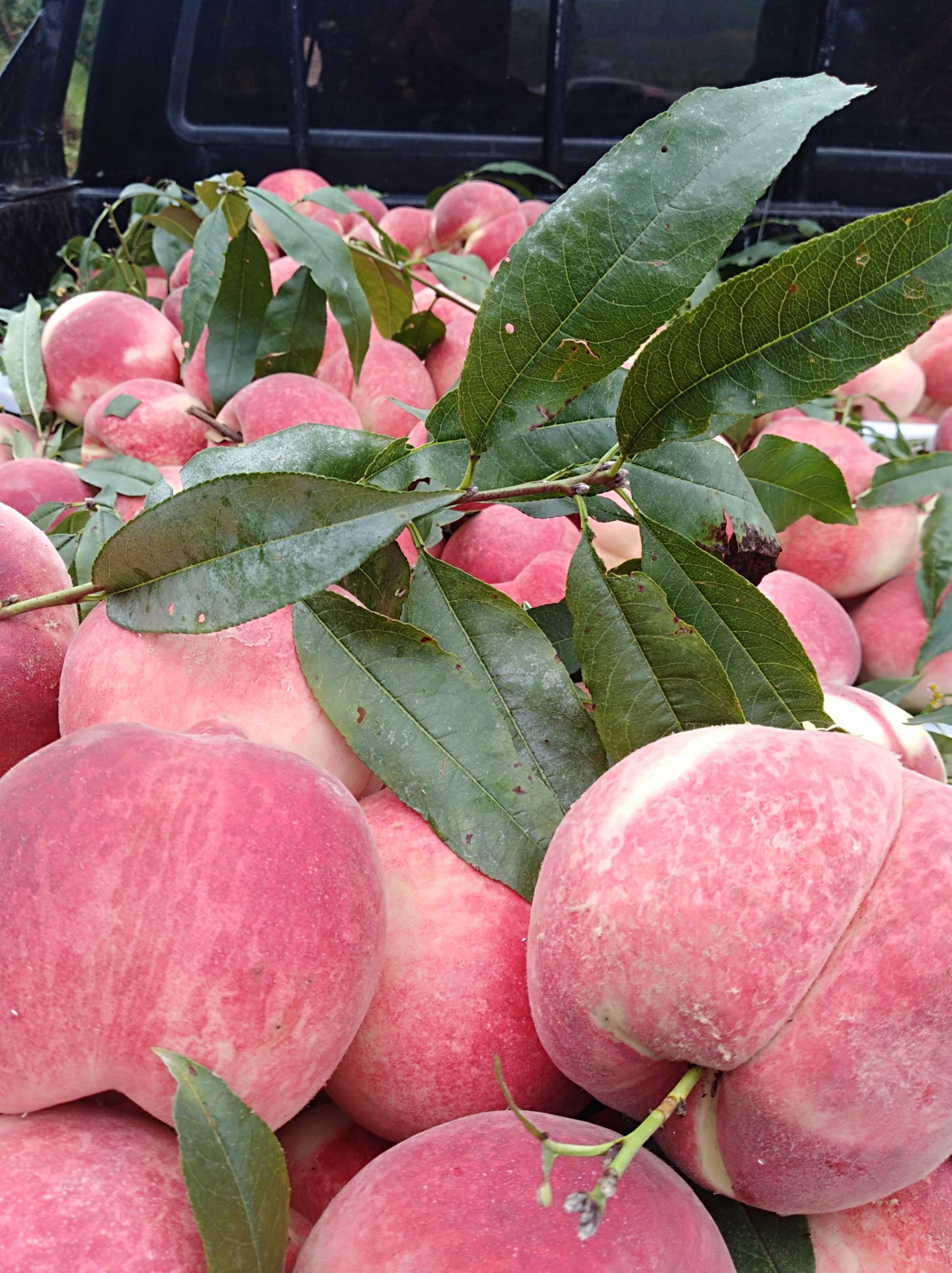 雪桃 山地品质好，'果大，品质好，色泽好口感更好脆甜爽口。