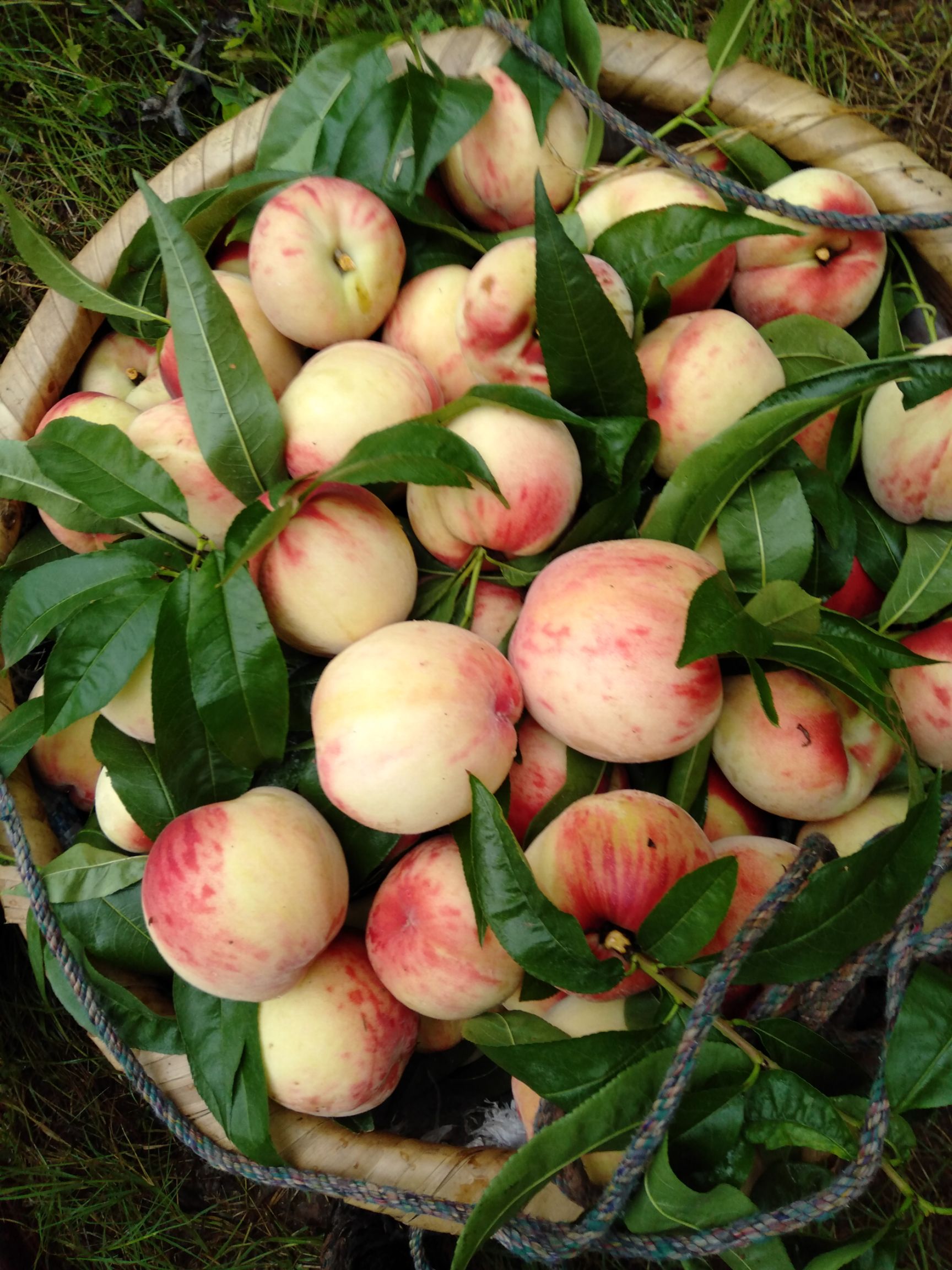 毛桃五月鲜桃熟了现货一天能出货三四千斤