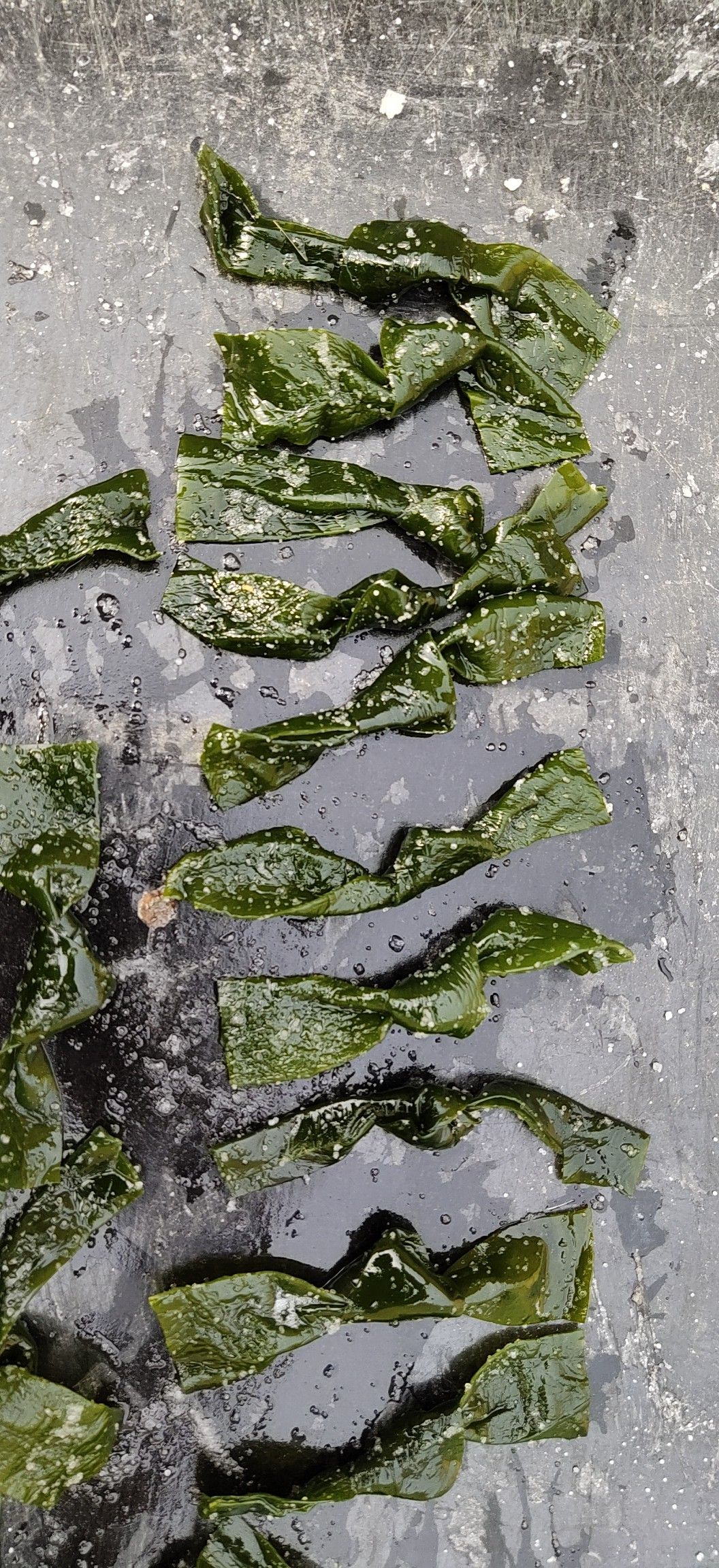  5斤箱装海带结！泡发率2.0-2.5倍！