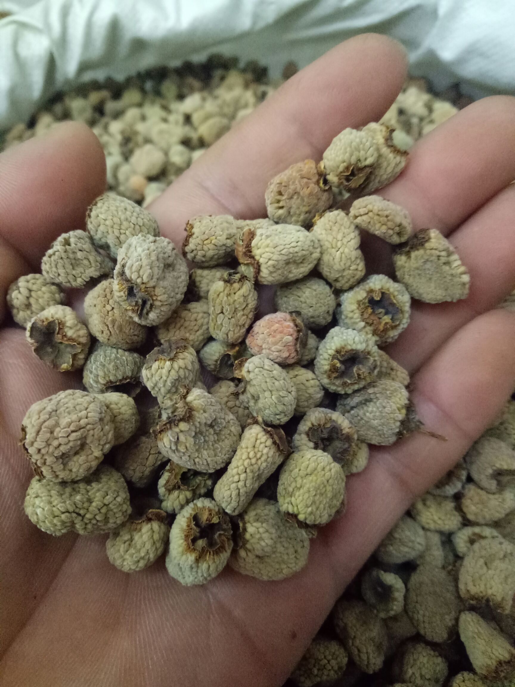 覆盆子干货干净浙江货大粒通装2斤起批大量销售48小时发货