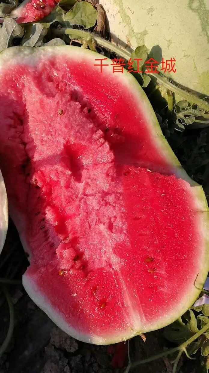 安农二号西瓜 昌吉金成5号，安农二号