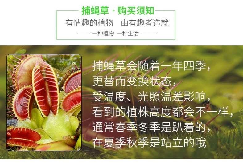  捕蝇草猪笼草食虫草食人花趣味驱蚊草捕蚊草食蚊草超大捕虫草盆栽