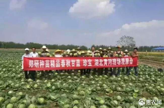 绿甘蓝种子珍宝甘蓝种子