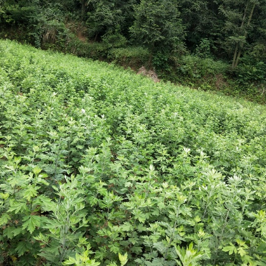 兴义市艾草种子 出售艾根，