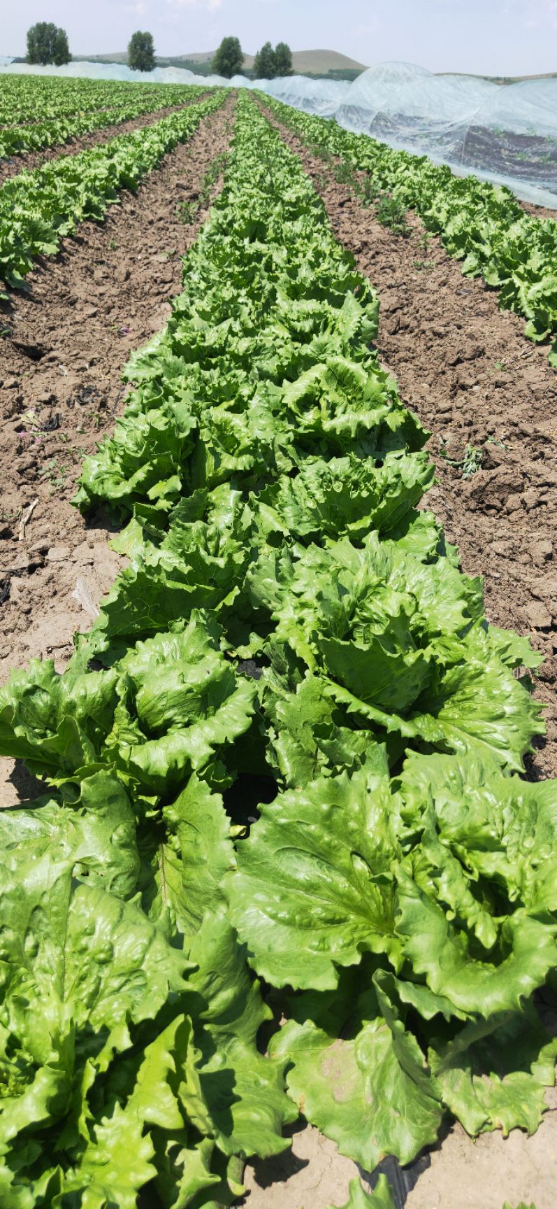  沽源县各种生菜陆续开始上市