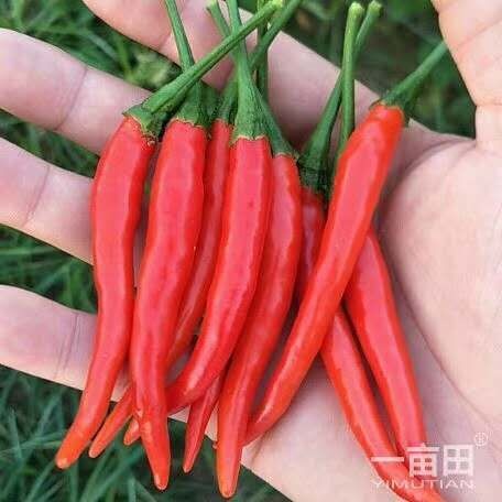 鹿邑县小米椒 5~10cm 中辣 红色