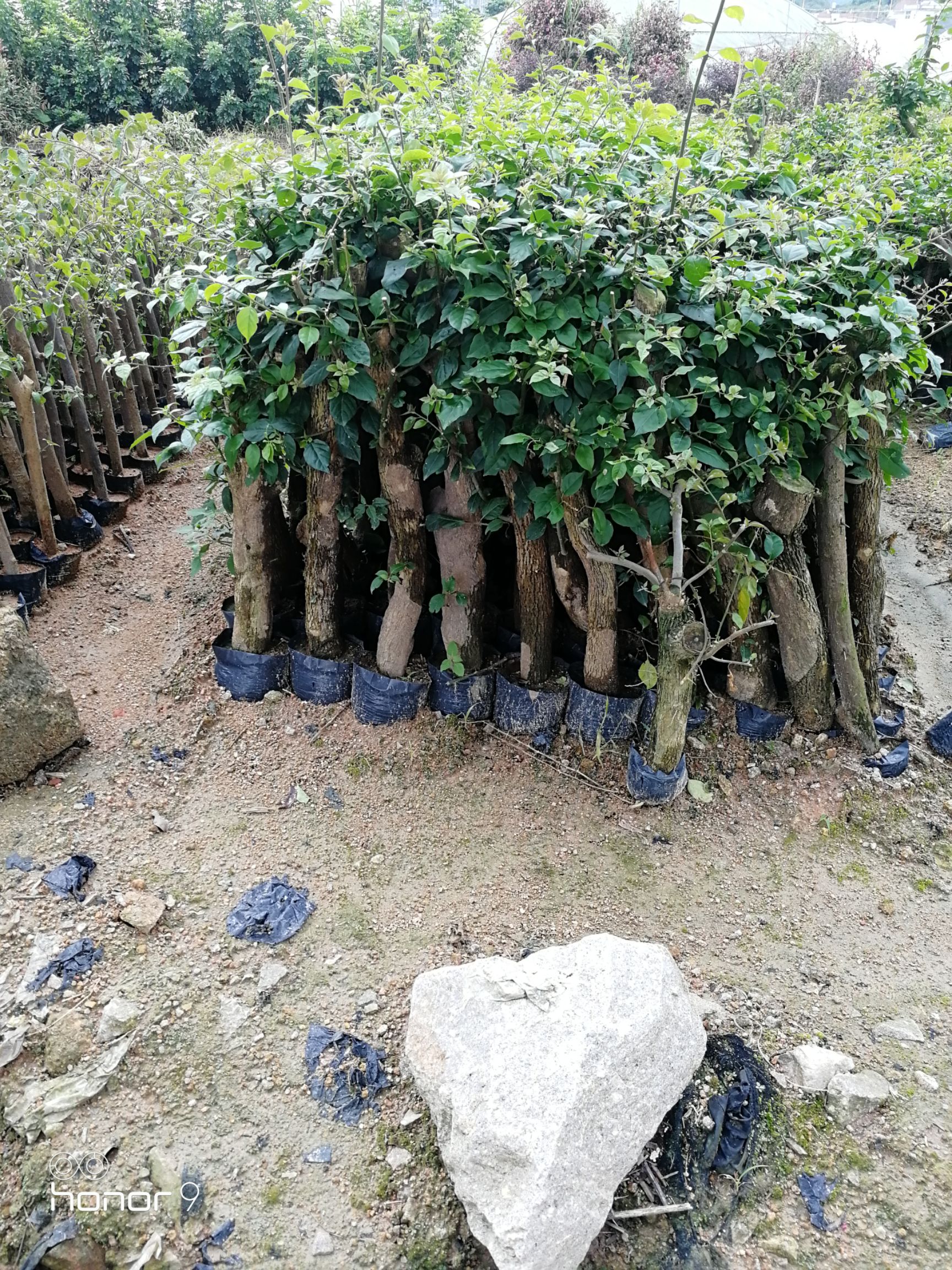  80杆三角梅粗杆