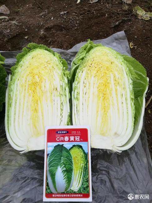 夏邑县早春春黄冠白菜种子