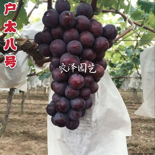 平度市户太八号葡萄苗早熟葡萄苗大棚葡萄苗批发基地保证纯度保证成活