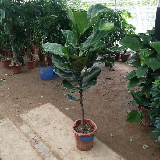 丹阳市 琴叶榕盆栽 室内大型植物 客厅大叶绿植盆栽净化空气吸除甲醛植