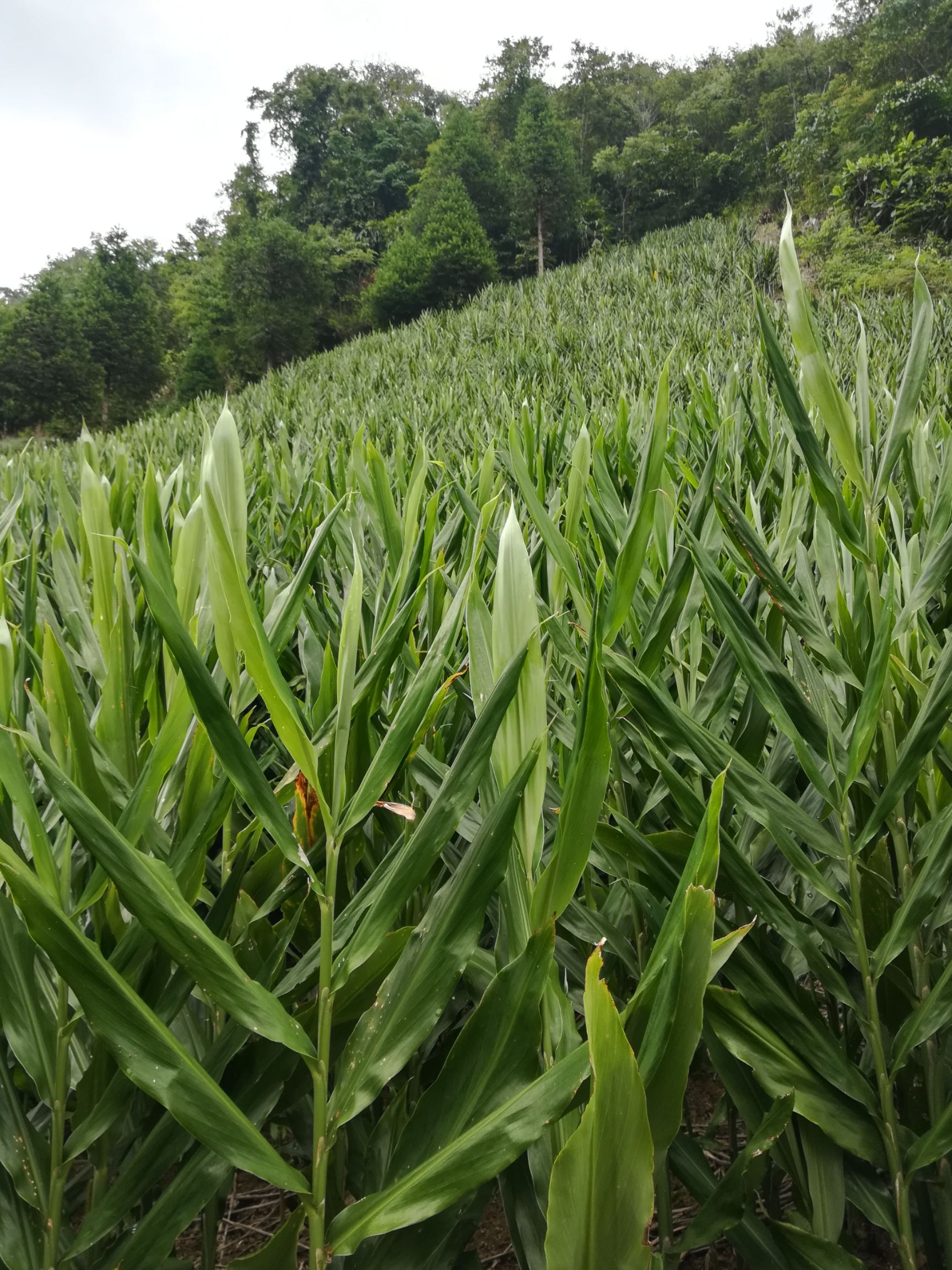 阳荷 云南高山早产洋荷