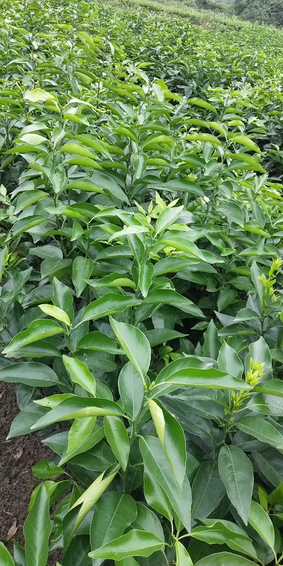  091无核沃柑苗