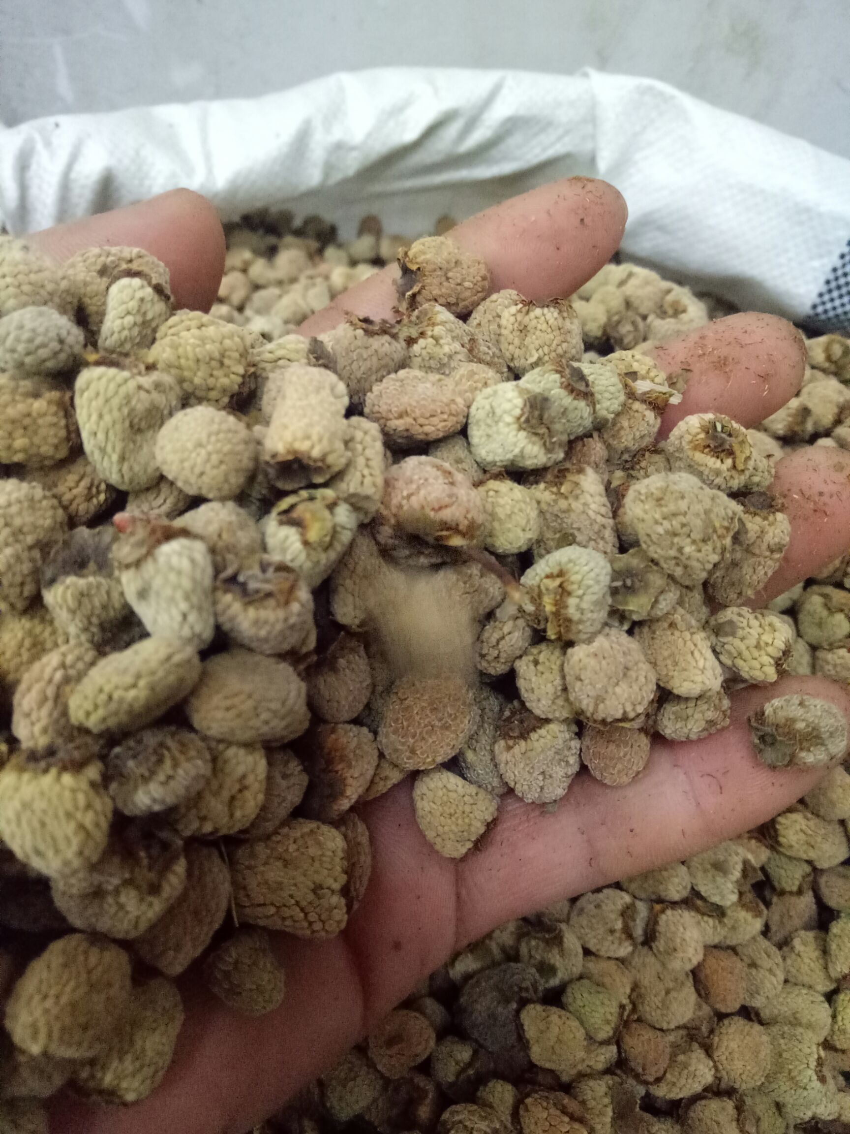 覆盆子干货干净浙江货大粒通装2斤起批大量销售48小时发货