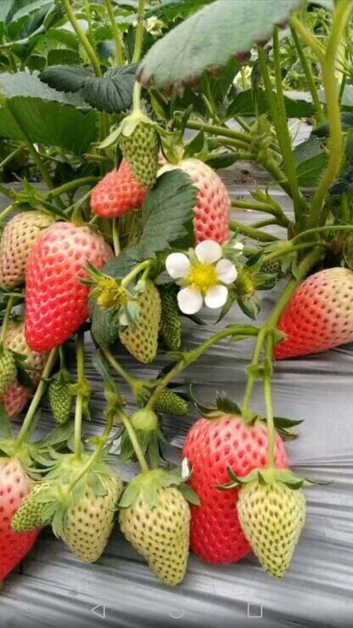  草莓苗