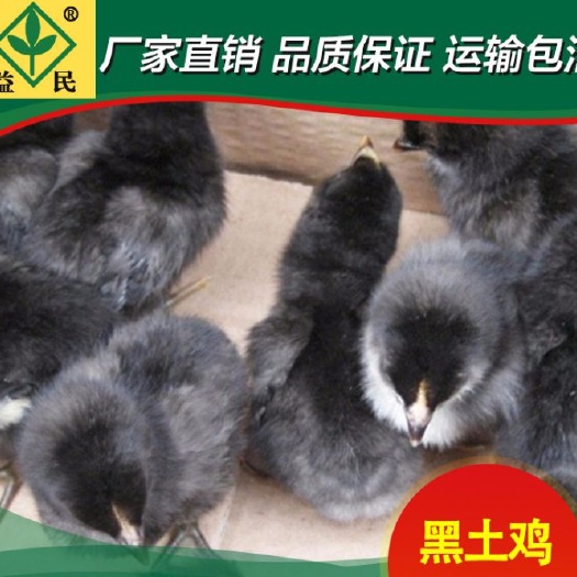 衡阳黑土鸡苗厂家直销量大从优质量保证