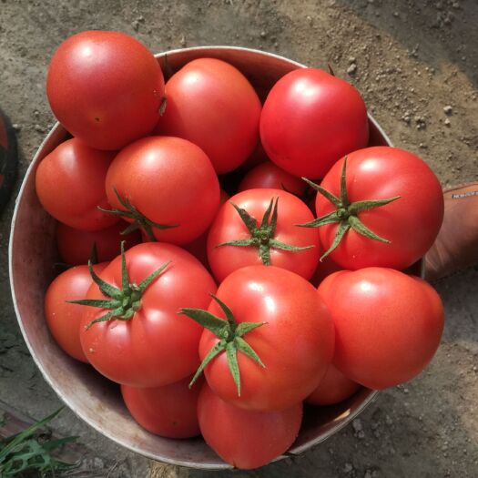 寿光市硬粉番茄苗  早春硬粉和口感西红柿苗，联系156 1025   1552