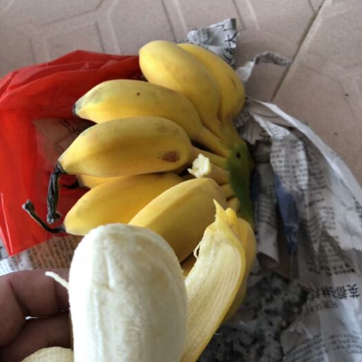 南靖县苹果蕉 九成熟